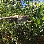 Chácara à venda com 3 quartos, sendo 2 suítes,  em Jardim Mirantes de Ipanema, Araçoiaba da Serra, SP