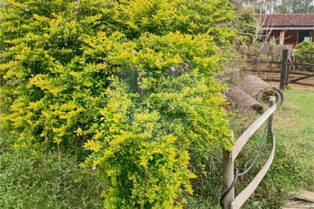 Sítio à venda com 2 quartos em Área Rural de Lagoinha, Lagoinha, SP