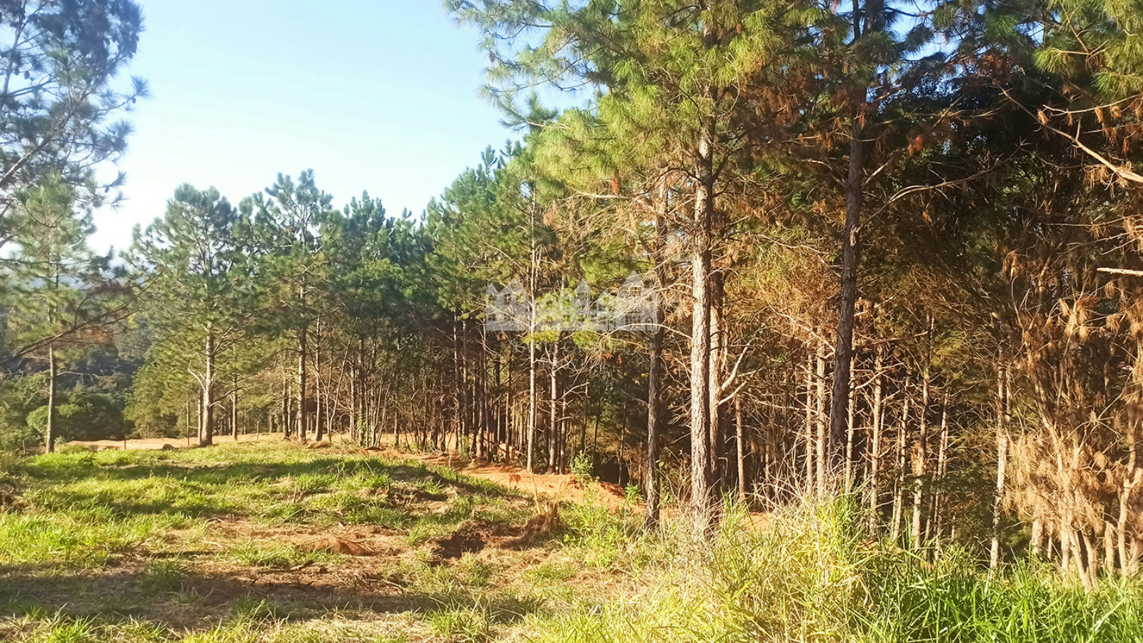 Terreno, 2 hectares - Foto 10