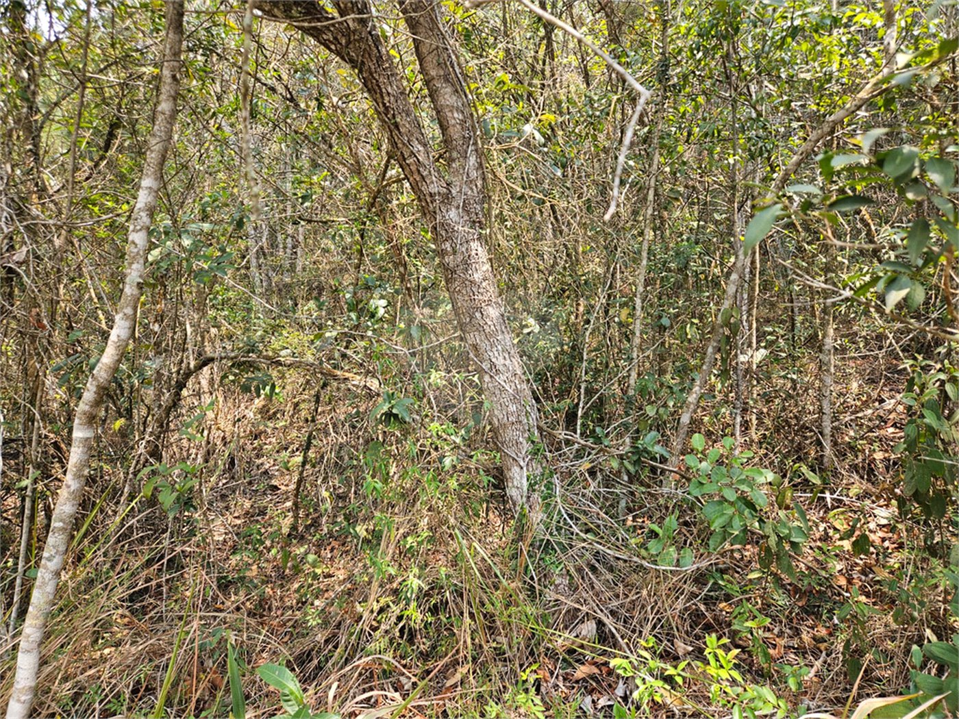 Terreno à venda em Curral, Ibiúna, SP