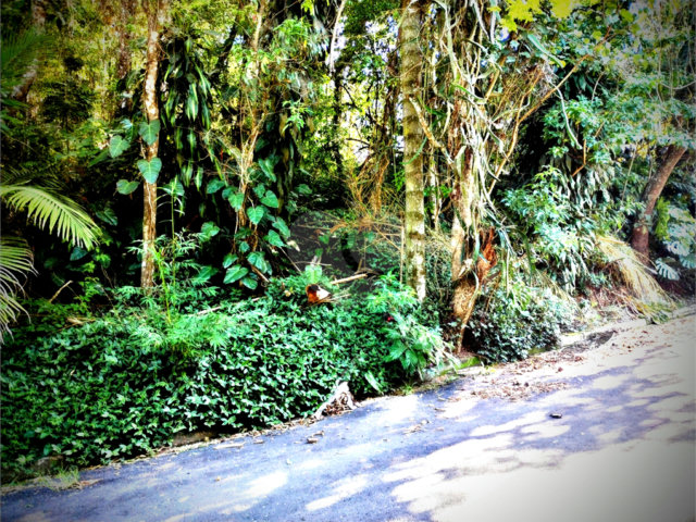 Terreno à venda em Serra da Cantareira, Mairiporã, SP