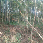 Terreno à venda em Serra da Cantareira, Mairiporã, SP