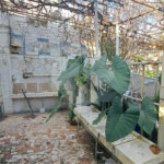 Terreno à venda em Tucuruvi, São Paulo, SP