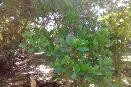 Terreno à venda em Vila Verde, Armação dos Búzios, RJ