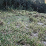 Terreno à venda em Vila Darcy Penteado (mailasqui), São Roque, SP