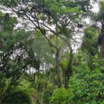 Casa à venda com 4 suítes no condomínio Jardim da Montanha I, Mairiporã - SP