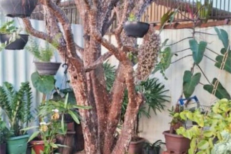 Casa à venda com 4 quartos em Cidade Nova I, Indaiatuba, SP