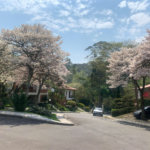 Casa à venda com 4 quartos, sendo 2 suítes, no condomínio Residencial Ypê Branco II, São Paulo - SP