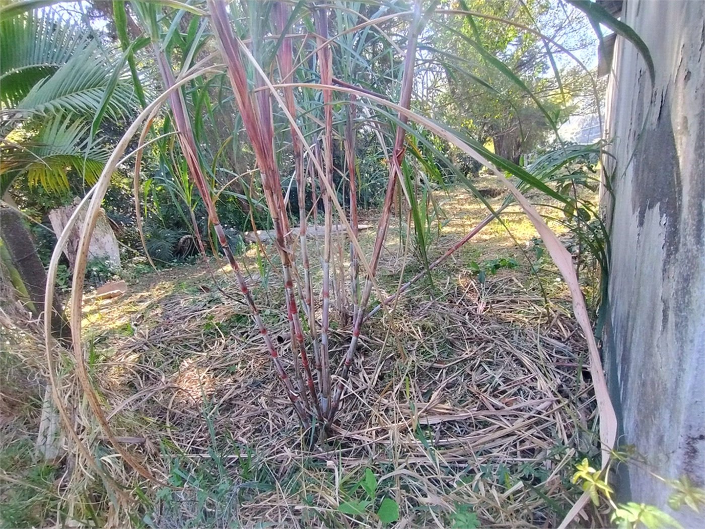 Chácara à venda em Chácara da Alegria, Jundiaí, SP