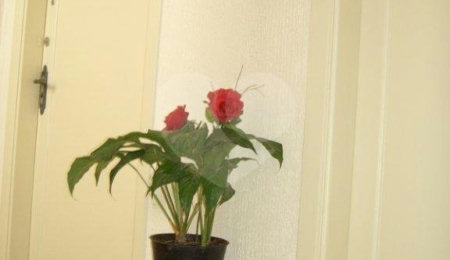 Apartamento à venda com 3 quartos em Tucuruvi, São Paulo, SP