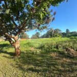 Terreno à venda em Pedro Juan Caballero, Amambay