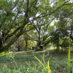 Sítio à venda com 2 quartos em Vila Brasileira, Itatiba, SP