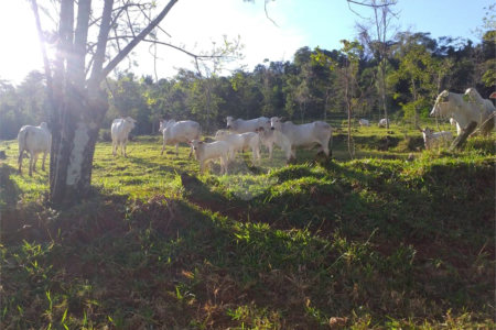 Sítio à venda com 2 quartos no Centro, Descalvado, SP