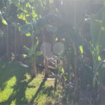 Chácara à venda com 3 quartos, sendo 1 suíte, em Parque das Bandeiras, Indaiatuba, SP