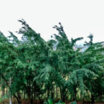 Apartamento à venda com 4 quartos, sendo 2 suítes,  em Paraíso do Morumbi, São Paulo, SP