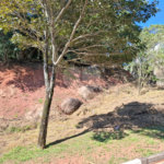 Terreno à venda em Horto Florestal, São Paulo, SP