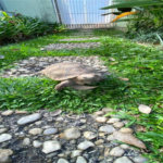Casa Térrea à venda com 4 quartos, sendo 2 suítes, em Jardim Floresta, São Paulo, SP