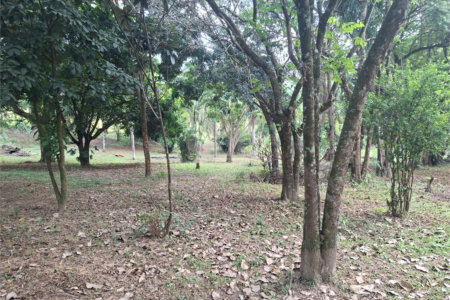Chácara à venda com 4 quartos em Avecuia, Porto Feliz, SP