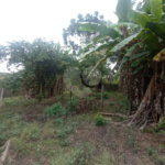 Chácara à venda com 3 quartos em Vila Belo Horizonte, Itapetininga, SP