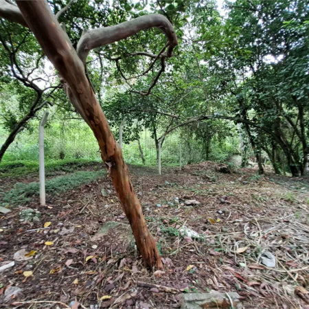 Terreno à venda em Jardim Ampliação, São Paulo, SP