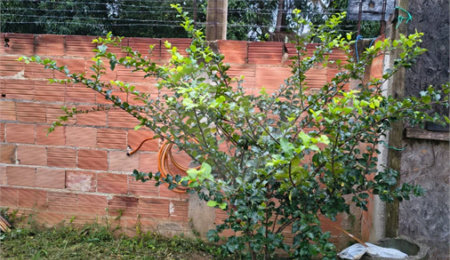 Terreno à venda em Campo Grande, Rio de Janeiro, RJ