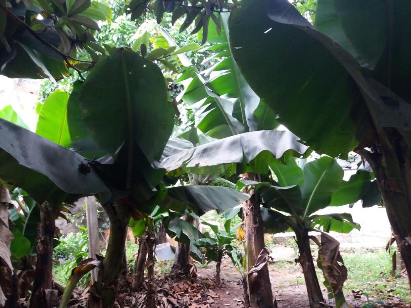 Casa à venda com 4 quartos, sendo 1 suíte,  em Jardim Helga, São Paulo, SP