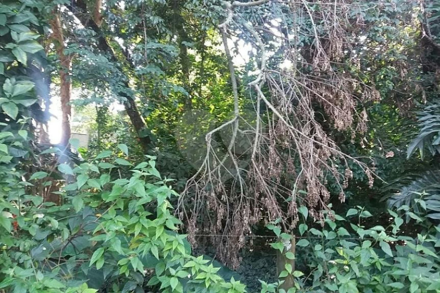 Terreno à venda em Tremembé, São Paulo, SP