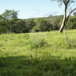 Fazenda à venda com 2 quartos em Canabrava, João Pinheiro, MG