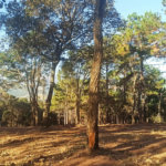 Fazenda Elisa - Fase 3