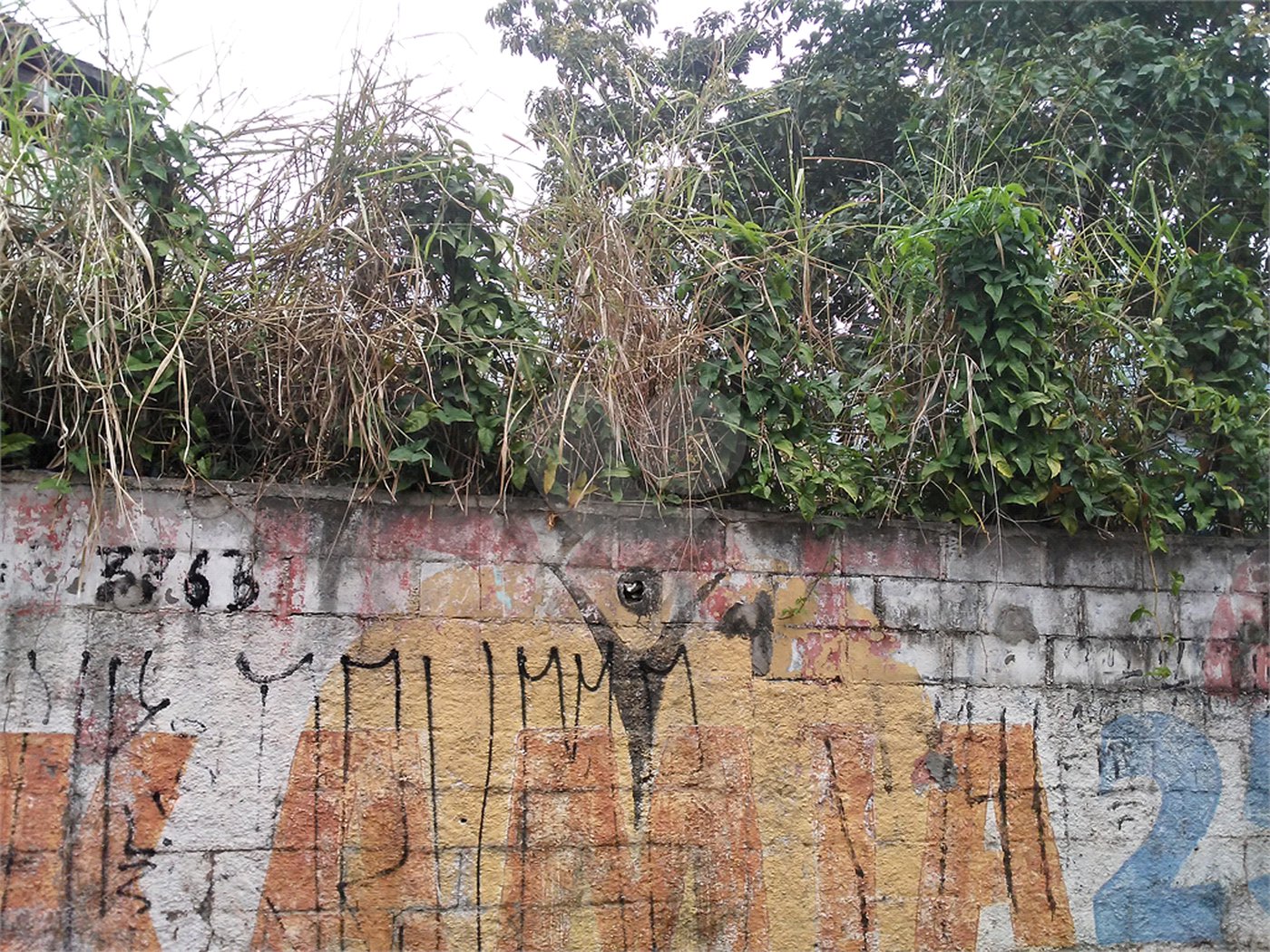 Terreno Barro Branco