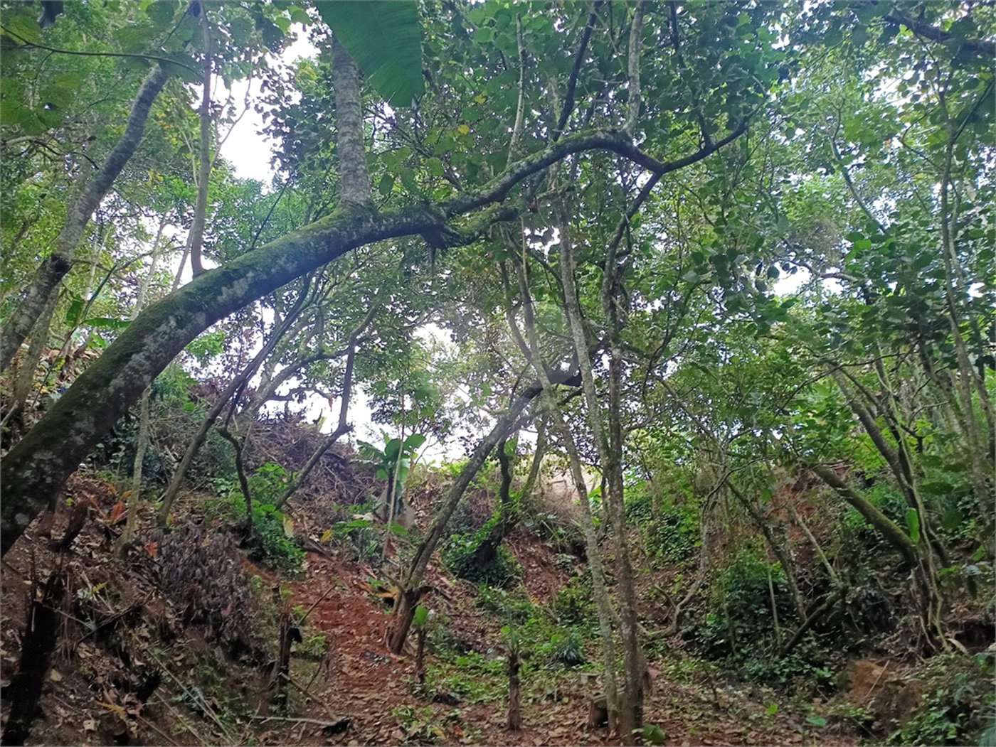 Terreno à venda em Vila Sol Nascente, Suzano, SP