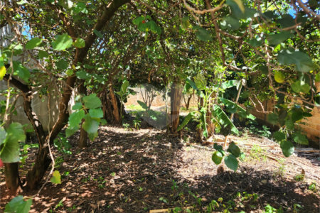Terreno à venda em Vila Harmonia, Araraquara, SP