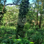 Terreno à venda no condomínio Horto do Ypê, São Paulo - SP