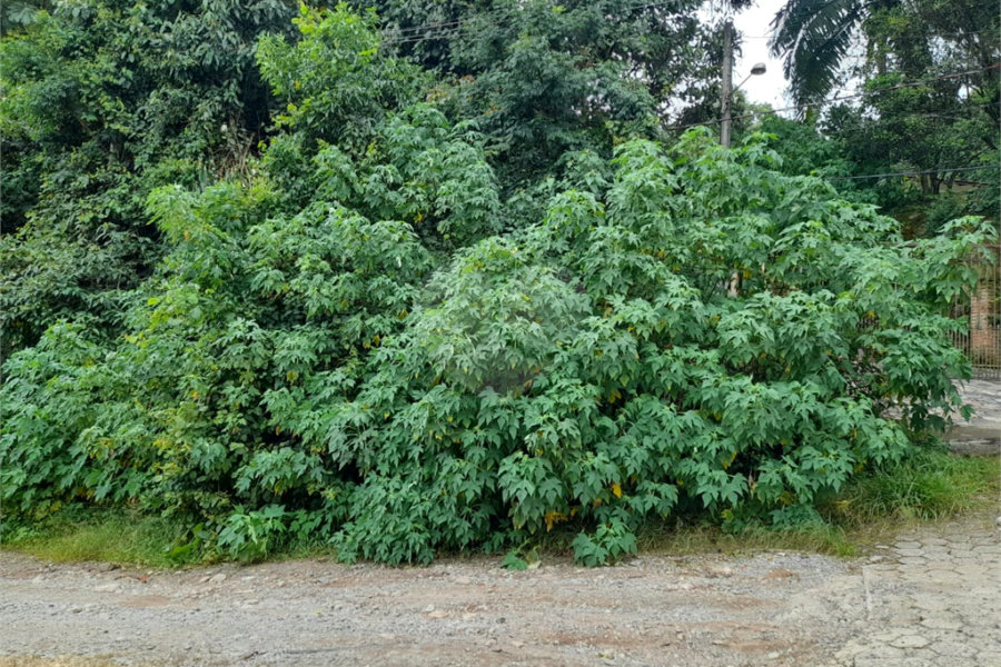 Terreno à venda em Serra da Cantareira, Mairiporã, SP