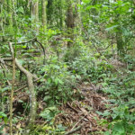 Terreno à venda em Caraguatá, Mairiporã, SP
