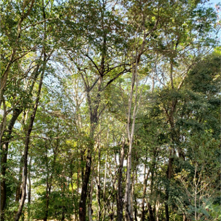 Casa à venda com 4 suítes no condomínio Bosque São Bento I, Sorocaba - SP