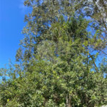 Terreno à venda no condomínio Suíça da Cantareira, Mairiporã - SP