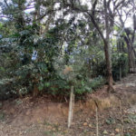 Terreno à venda em Chácara Arantes, Mairiporã, SP