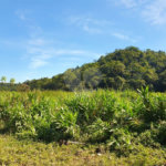 Terreno à venda em Vila Figueiredo, Rio Grande da Serra, SP