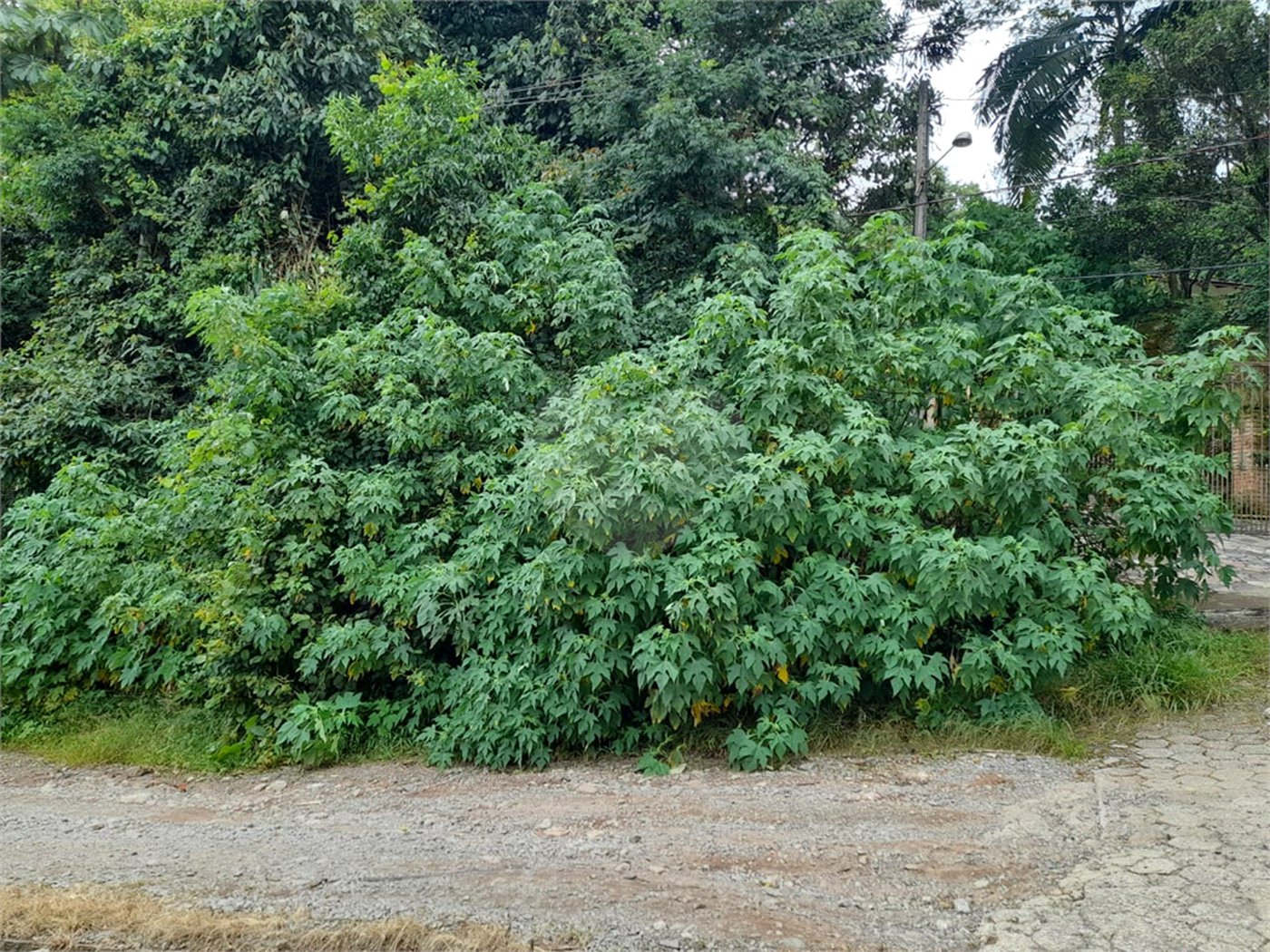 Terreno à venda em Serra da Cantareira, Mairiporã, SP