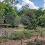 Sitio para venda.