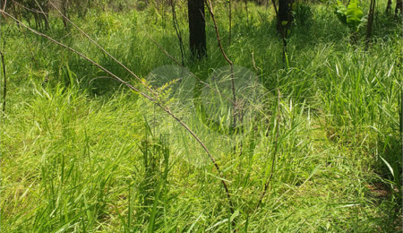 Terreno à venda em Vila Moraes, Mogi das Cruzes, SP
