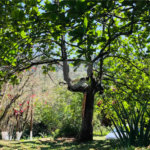 Chácara à venda com 7 quartos, sendo 3 suítes, em Parque Caetê, Bragança Paulista, SP