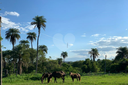 Fazenda à venda com 2 quartos em Canabrava, João Pinheiro, MG