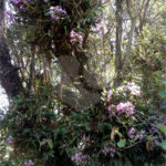 Terreno à venda em Serra da Cantareira, Mairiporã, SP