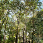 Casa à venda com 4 suítes no condomínio Bosque São Bento I, Sorocaba - SP