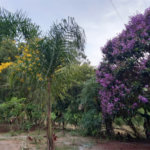 Sítio à venda com 3 quartos em Vila Darcy Penteado (mailasqui), São Roque, SP