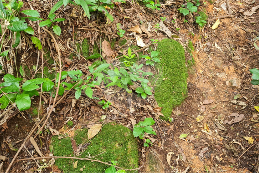 Terreno à venda em Caraguatá, Mairiporã, SP