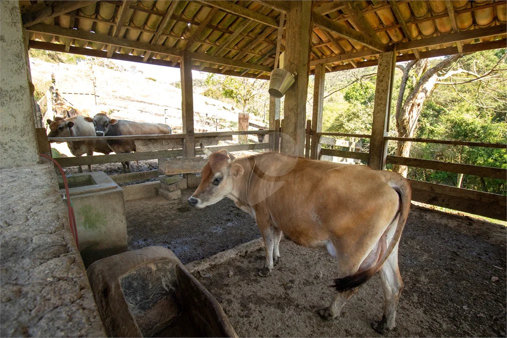 Sítio à venda em Vila Darcy Penteado (mailasqui), São Roque, SP