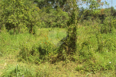 Chácara à venda com 1 quarto em Cruz das Almas, Biritiba-mirim, SP